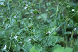 Image result for Elephantopus