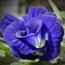 Image result for Clitoria ternatea