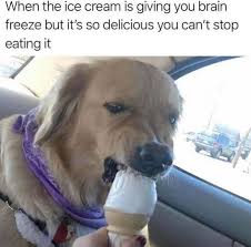 Brain Freeze Funny Animal Jokes Animal Jokes Funny Animal Memes