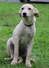 Learn more about pawsafe in ellington, ct, and search the available pets they have up for adoption on petfinder. Paw Safe Pawsafe Twitter