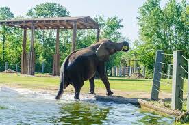 Sligh avenue in tampa, and is open seven days a week, from 9:30 a.m. Just Don T Eat The Food Review Of Jacksonville Zoo Gardens Jacksonville Fl Tripadvisor