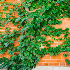 While most people know that all ivy league schools are good, which are the best ivy league schools? Boston Ivy Plants Growing And Planting Tips
