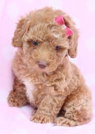 Havanese poodle mix puppies for sale florida. Poodle Puppy Poodle Puppies For Sale Cute Dogs And Puppies