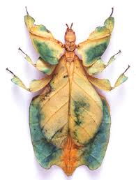 Phyllium Pulchrifolium Insekten Fisch Zeichnung Tiere
