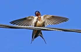 Once they find a space that looks like a learn more about the behaviors and habits of termites, including the castes within the colony. Behavior Barn Swallow Hirundo Rustica Birds Of The World