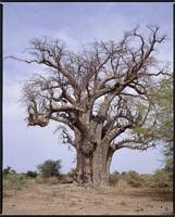 Image result for Cladostemon kirkii