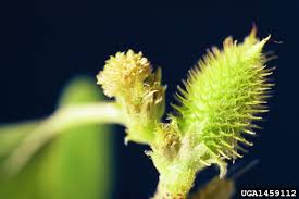 Image result for Xanthium
