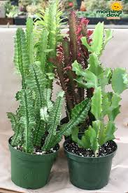 Home improvements kitchen planning & remodeling service bathroom remodeling. Coral Cactus Succulent Plants Shefalitayal