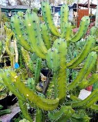 Image result for Myrtillocactus geometrizans