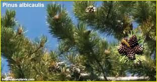 انواع الصنوبر Pinus قائمة نبات عطري النبات معلومان عامه معلوماتية Plants