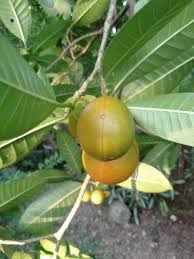 Image result for Voacanga