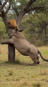 TIGER VS ELEPHANT – UNBELIEVABLE MOMENT ...