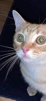 Scabs don't just hang around that long. My Cat Has A Crust On Her Nose What Is It And How Do I Treat It Catcare
