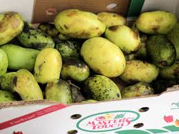 Maybe you would like to learn more about one of these? Pawpaws America S Best Secret Fruit