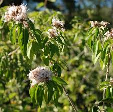 Image result for Volkameria