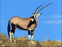Antelopes Gemsbok Wallpaper Backgrounds African Animals Animals Africa Wildlife