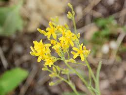 Image result for Crepis newii