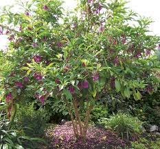 Large foliage looks good year round, and as long as they are planted in a frost free position they stay looking good all year. Iochroma Princess Buy Online At Annie S Annuals