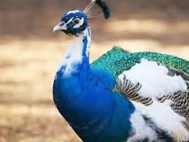 Image result