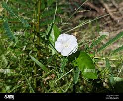 Image result for Aniseia martinicensis