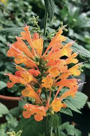 Check spelling or type a new query. Poquito Orange Dwarf Hummingbird Mint Agastache Mexican Hyssop Orange Flowers Or Flower Parts Almost Eden