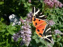 pin op fauna flora