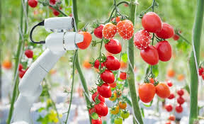 Uk Growers To Trial New Robot Based Systems To Combat Labour Shortages Publications by authors named simon pearson. uk growers to trial new robot based