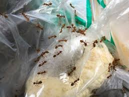 Las hormigas en casa pueden llegar a ser muy molestas. Truco Para Eliminar Hormigas