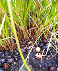 Image result for Eleocharis dulcis