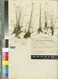 Image result for Isolepis costata