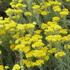 Image result for Helichrysum helvolum