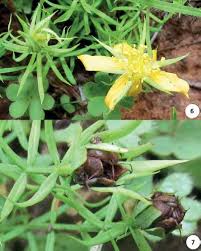 Hypericum robsonii H. A. KelleR & s. CRoCKett. Habit and characteristic... 