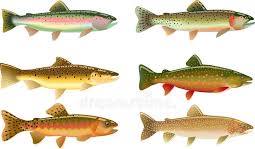 Trout Species Stock Illustrations – 1,349 Trout Species ...
