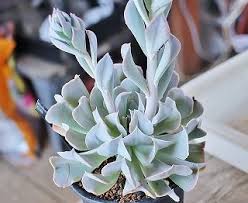 花茎の葉挿しと葉が巻くモンストエケベリアほか ガマンマの ニク サボ栽培 楽天ブログ