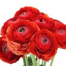Image result for Ranunculus volkensii