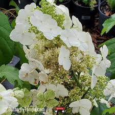 Image result for Hydrangea quercifolia
