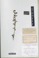 Image result for Euphorbia depauperata