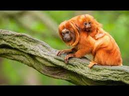 There may be many millions of species of plants, insects and microorganisms still undiscovered in tropical rainforests. National Geographic Documentary Secrets In The Amazon Rainforest Wild Amazon Youtube
