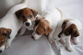 Strong names for female dogs. 90 Female Jack Russell Terrier Dog Names Jack Russell Dog Names Jack Russell Terrier Puppies