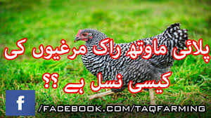 Plymouth rock chicken price in pakistan. Plymouth Rock Chicken Breed Introduction In Urdu Youtube