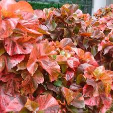 Image result for Acalypha polymorpha