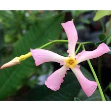 The experts at costa farms share tips for growing this beautiful flowering vine that has fragrant flowers. Trachelospermum Star Of Sicily Pink Star Jasmine Palma Verde Exoten V O F
