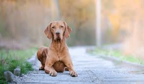 Image result for maďarský krátkosrstý ohař