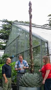 However, the cactus is easily trimmed with a machete. It S Not Giant Asparagus Nine Foot Agave Showing Off At Botany Greenhouse Uw News