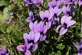 Image result for Monopsis decipiens