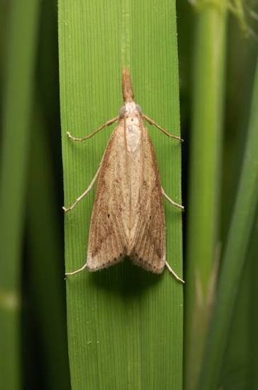 Stem borer - IRRI Rice Knowledge Bank