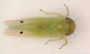 Image result for Agrostis isopholis