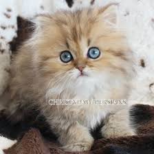 The persian is a regal and revered cat breed that is quite popular, has a distinct appearance, and a sweet, and loyal disposition for its adopted family. Christypaw Persians Silver Shaded Silver Chinchilla Golden Blue Golden Persian Kittens For Sale
