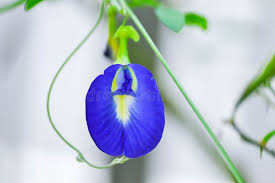 Image result for Fabaceae subfamily Papilionoideae