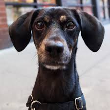 We did not find results for: The Dogist Ada Beagle Rat Terrier Mix 3 Y O Spring